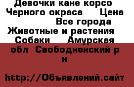 Девочки кане корсо. Черного окраса.  › Цена ­ 65 000 - Все города Животные и растения » Собаки   . Амурская обл.,Свободненский р-н